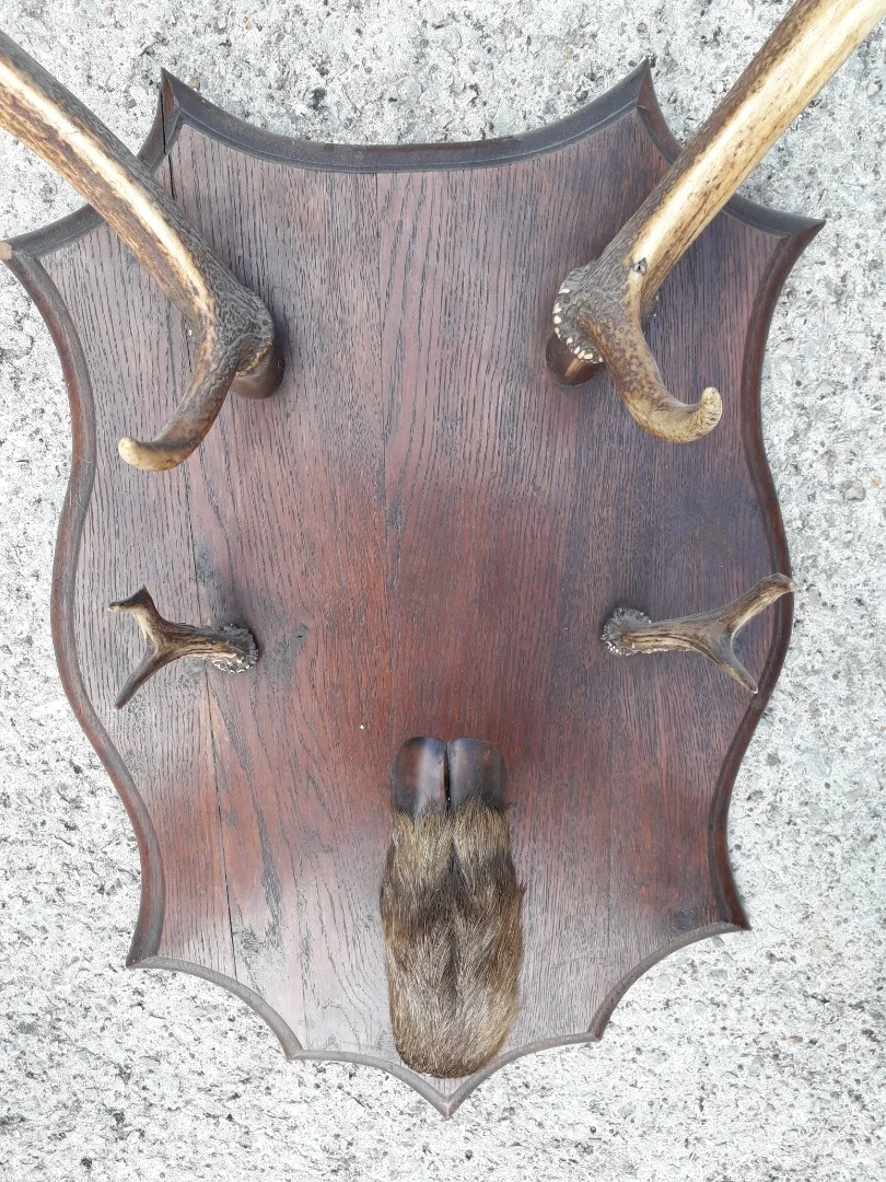Porte manteaux en bois de cerf début 20ème