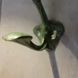 Patère Art Nouveau de Hector Guimard