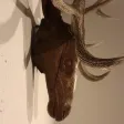 Tête de cerf en bois