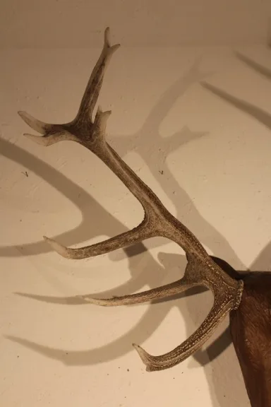 Tête de cerf en bois