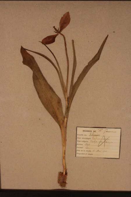 Ensemble d'herbiers