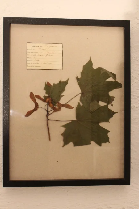 Ensemble d'herbiers