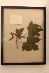 ГЕРБАРИЙ