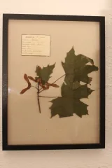 Ensemble d'herbiers