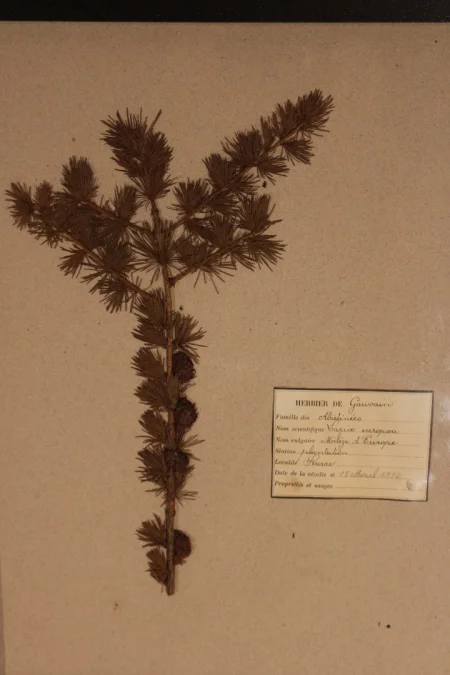 Ensemble d'herbiers