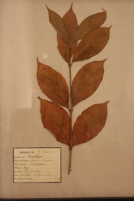 Ensemble d'herbiers