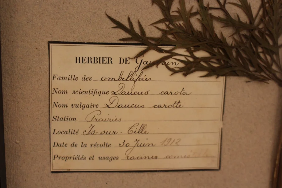 Ensemble d'herbiers