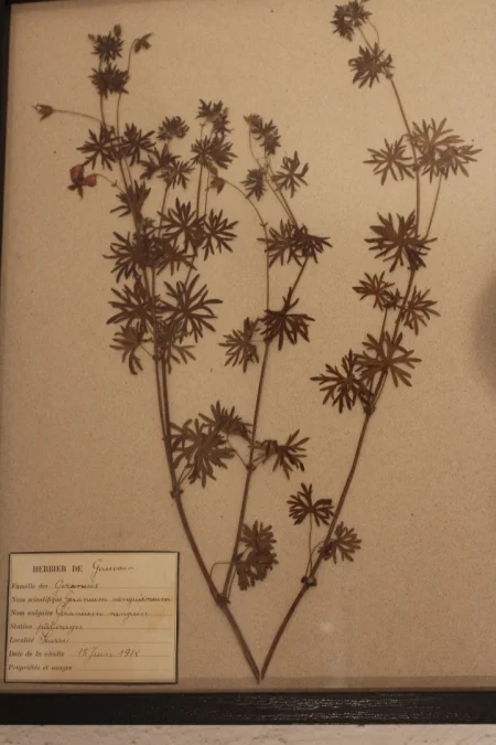 Ensemble d'herbiers