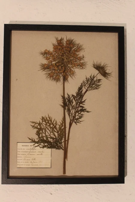 Ensemble d'herbiers