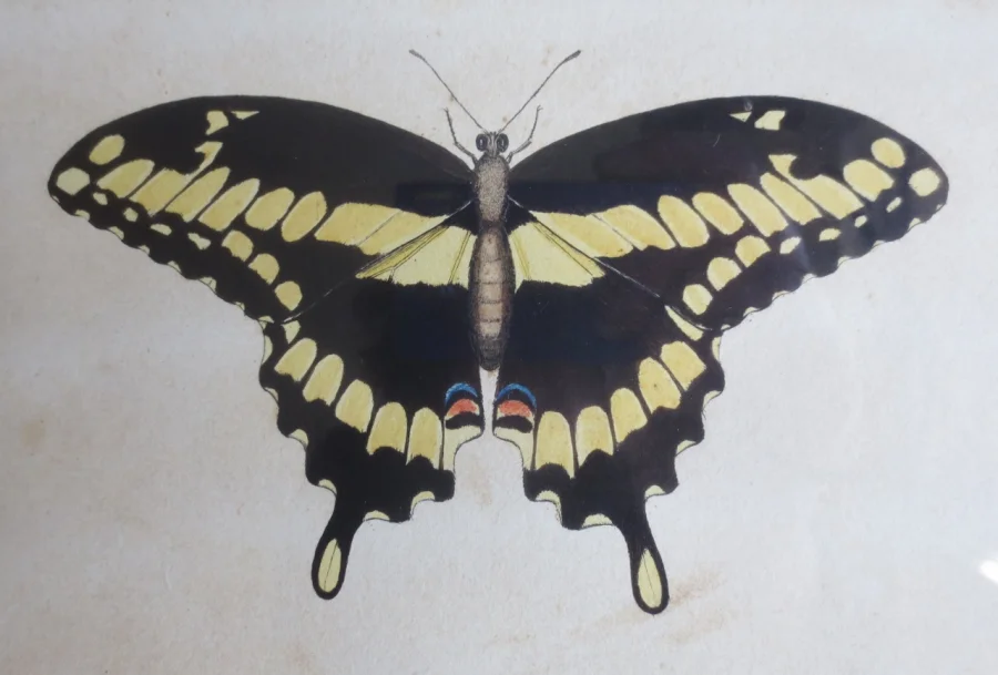 Paire de gravure de Martinet, XVIIIe siècle.