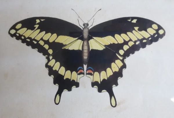 Paire de gravure de Martinet, XVIIIe siècle.