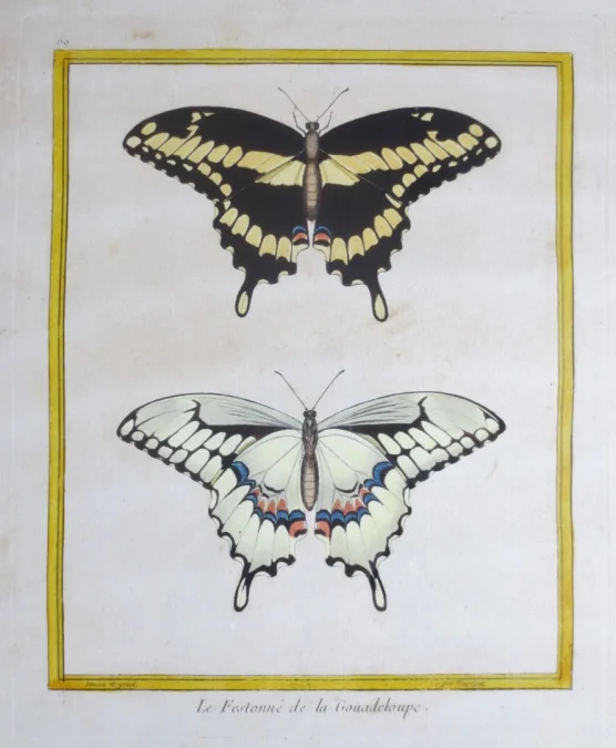 Paire de gravure de Martinet, XVIIIe siècle.