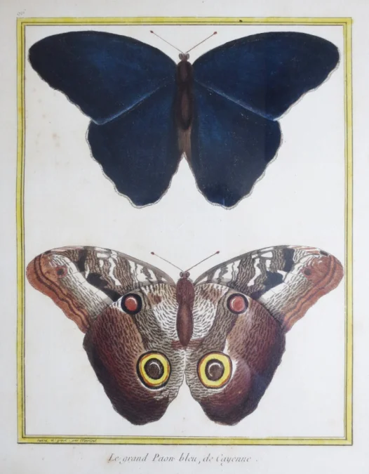 Paire de gravure de Martinet, XVIIIe siècle.