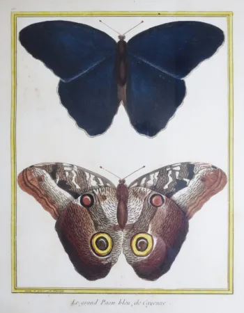 Paire de gravure de Martinet, XVIIIe siècle.