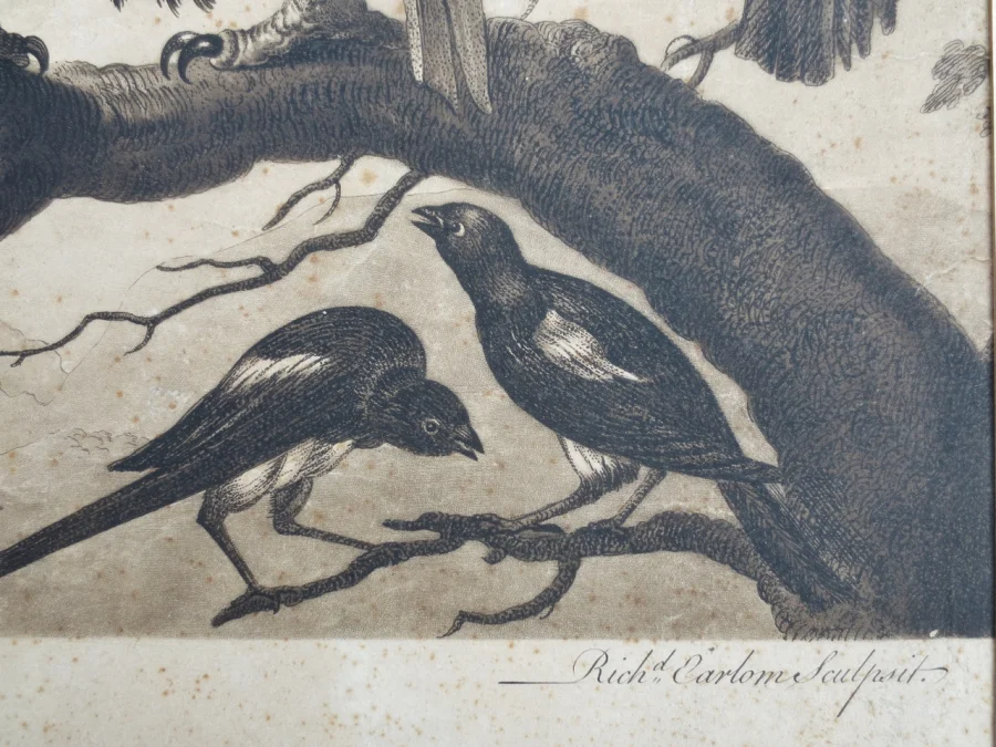Gravure XVIIIe siècle, « A Concert of Birds ».