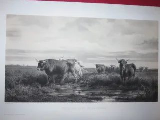 Troupeau de vaches, Lithographie époque 19ème.