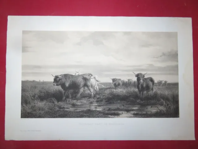 Troupeau de vaches, Lithographie Epoche 19ème.