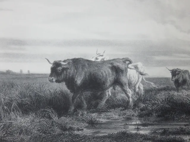 Troupeau de vaches, Lithographie Epoche 19ème.