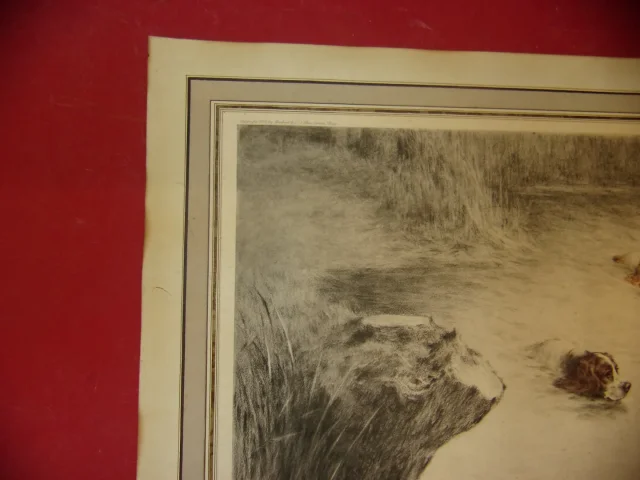 Setters Poursuivant Un Canard, Scène De Chasse, Lithographie époque Début 20ème.