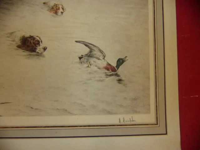 Setters Poursuivant Un Canard, Scène De Chasse, Lithographie époque Début 20ème.