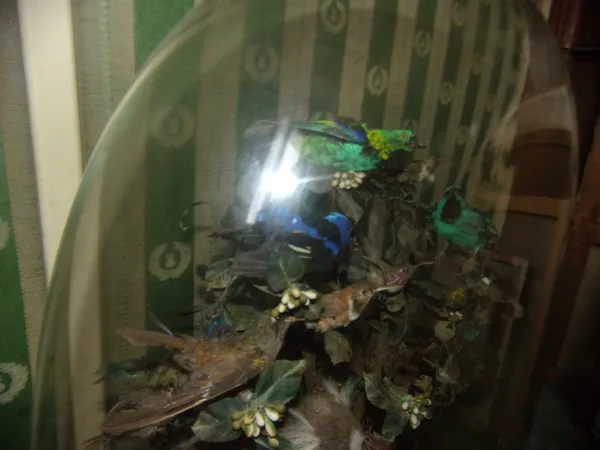 Pendule Aux Oiseaux Exotiques, Ouistiti, Sous Globe, époque 19 ème.