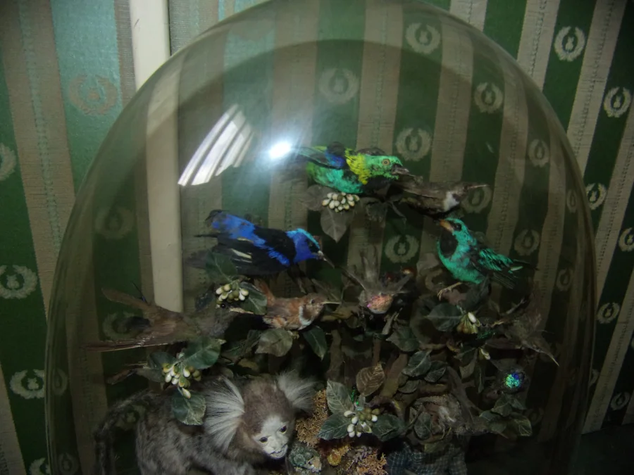 Pendule Aux Oiseaux Exotiques, Ouistiti, Sous Globe, époque 19 ème.