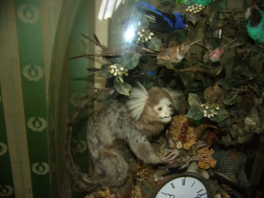 Pendule Aux Oiseaux Exotiques, Ouistiti, Sous Globe, époque 19 ème.
