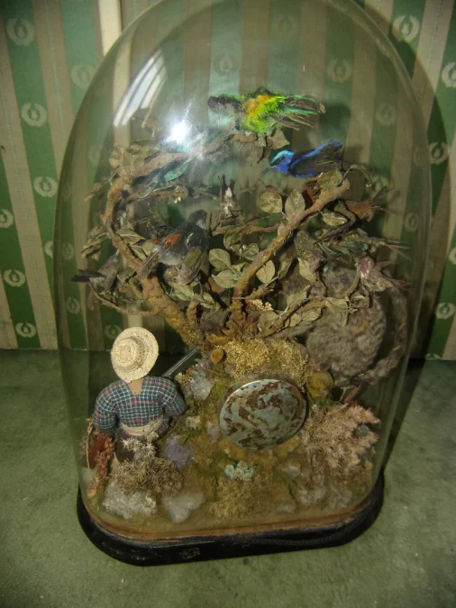 Pendule Aux Oiseaux Exotiques, Ouistiti, Sous Globe, époque 19 ème.
