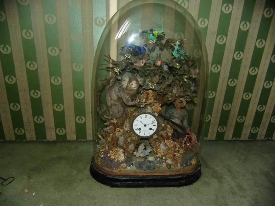 Pendule Aux Oiseaux Exotiques, Ouistiti, Sous Globe, époque 19 ème.