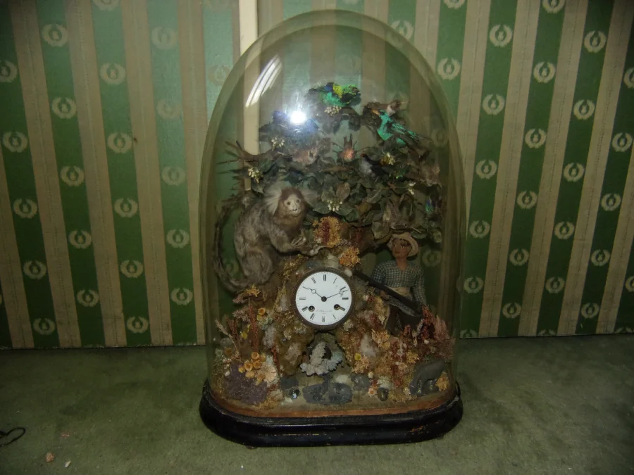 Pendule Aux Oiseaux Exotiques, Ouistiti, Sous Globe, époque 19 ème.