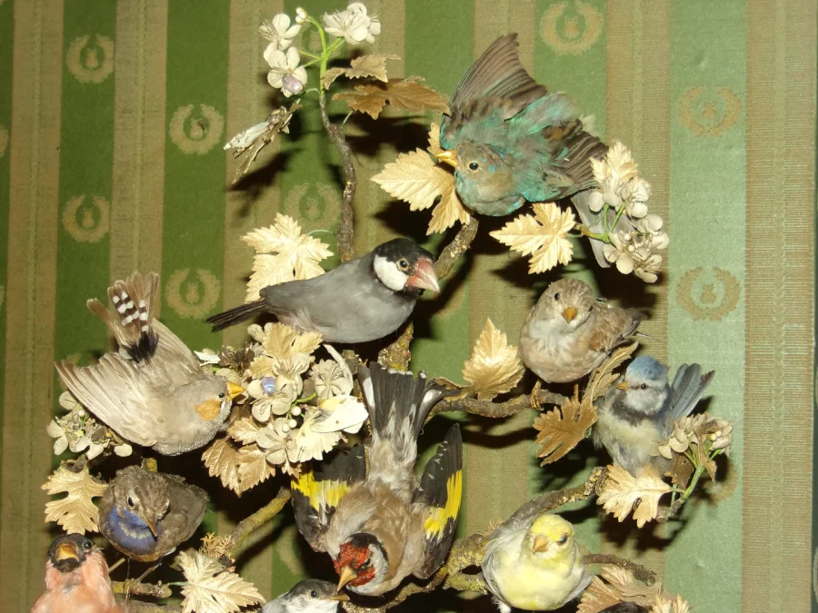 Large Musical Composition Under A Globe, Stuffed Birds, 19th Century.