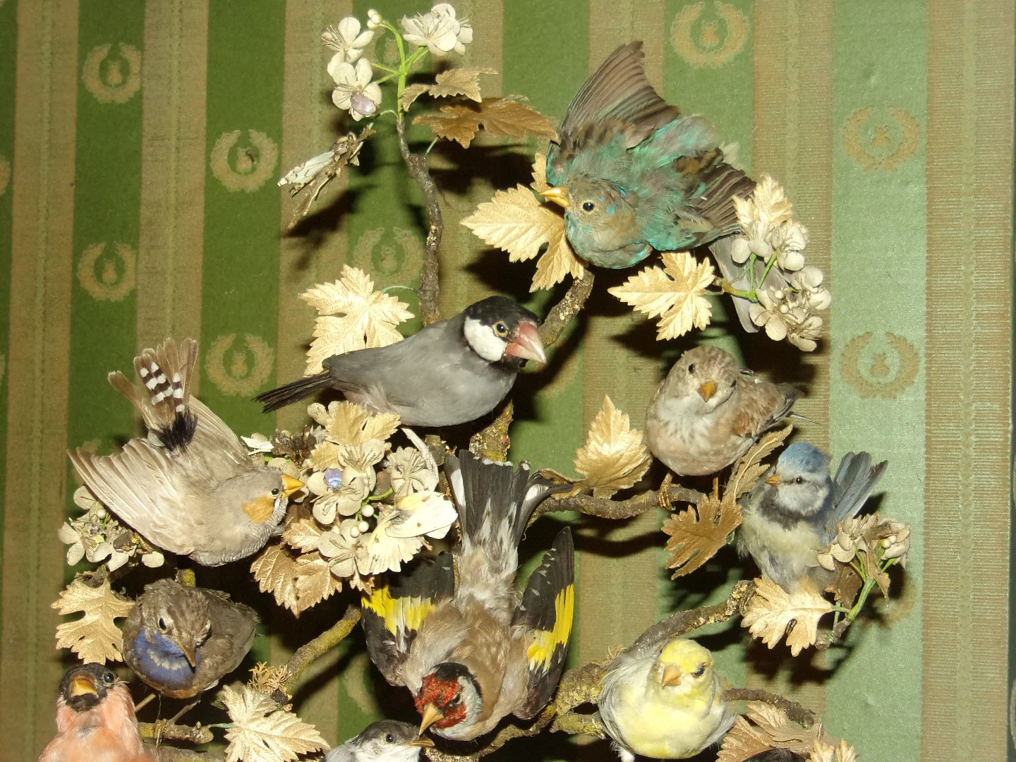 Grande composition musicale sous globe, oiseaux naturalisés époque 19ème.