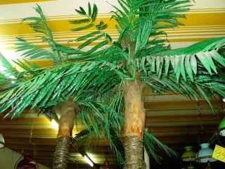 KOKOSNOOT BOMEN