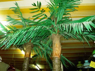 cocotier