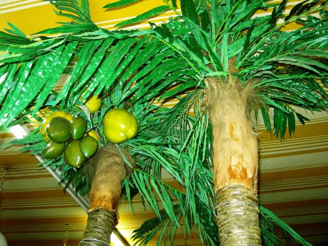 KOKOSNOOT BOMEN