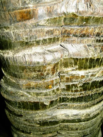 KOKOSNOOT BOMEN
