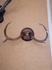 TROPHÄE