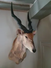 DERBY ELK