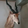 ELAND DE DERBY