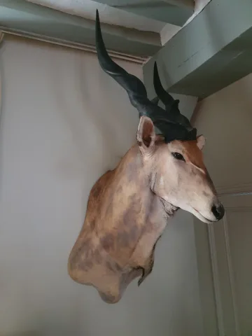 ELAND DE DERBY